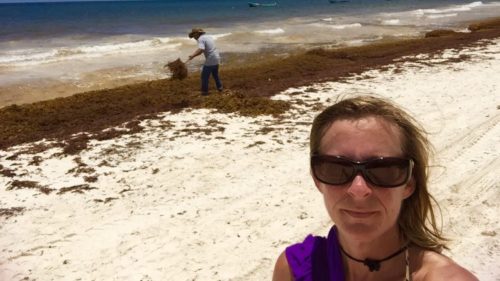 worker cleans beach behind me as the problem of sargassum in the caribbean grows each year