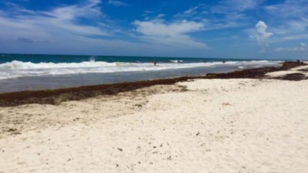 Tulum in September with some sargassum seaweed.