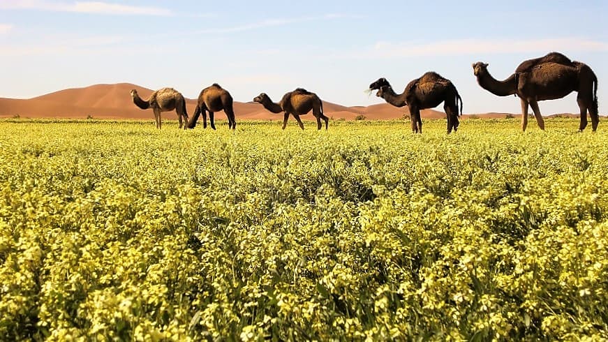 Camels rock - there are no camels in my old work office that is far, far away from Africa.