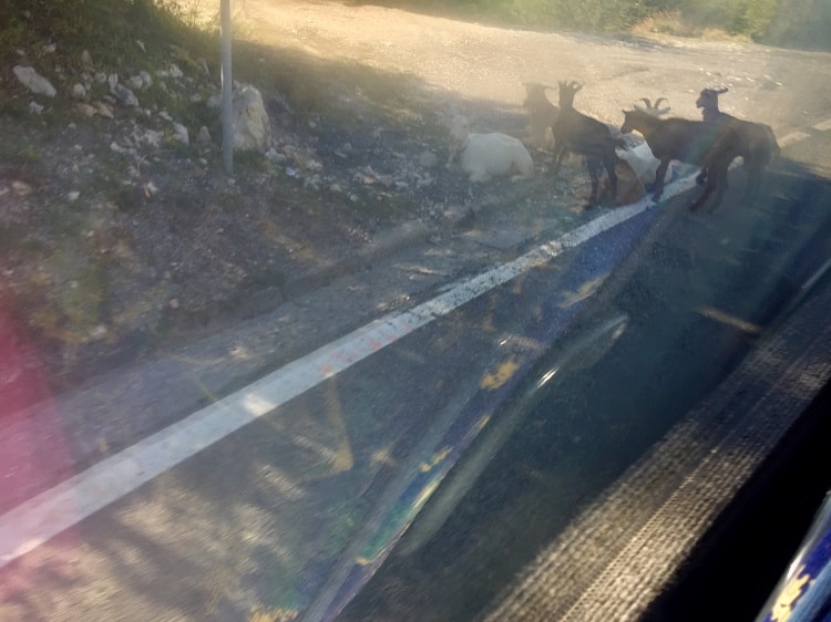goats cross the street in front of the bus from montenegro to albania