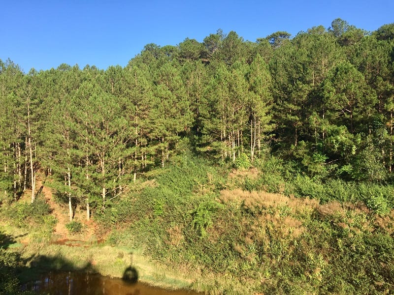 a view of the pine forest from the dalat cable car