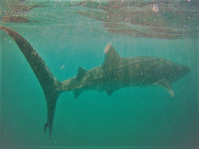 swim with whale sharks in la paz mexico