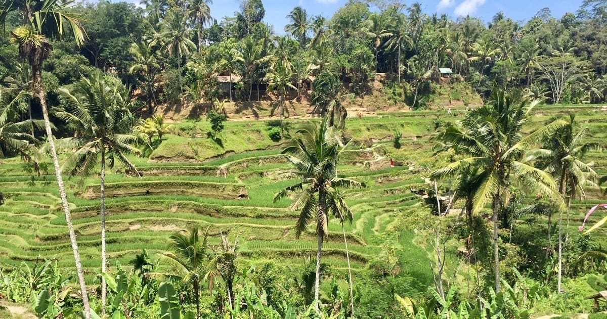 rice fields are one of the sites near Ubud worth a visit