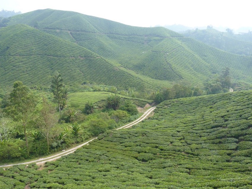 smokey horizon at the cameron highlands in malaysia - the smoke is from deforestation all over southeast asia