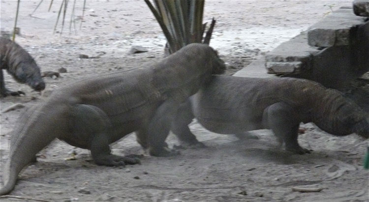Komodo dragons start to fight on sand near steps to a bar on Komodo Island, Indonesia.