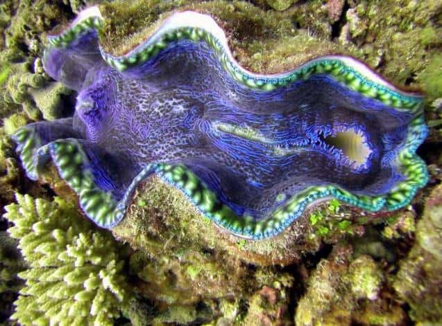 Giant clams like this one are found on shallow reefs in the Philippines.