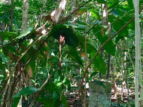 The tiny face of a tarsier primate is just visible in the sunlight at a conservation center on Bohol Island.