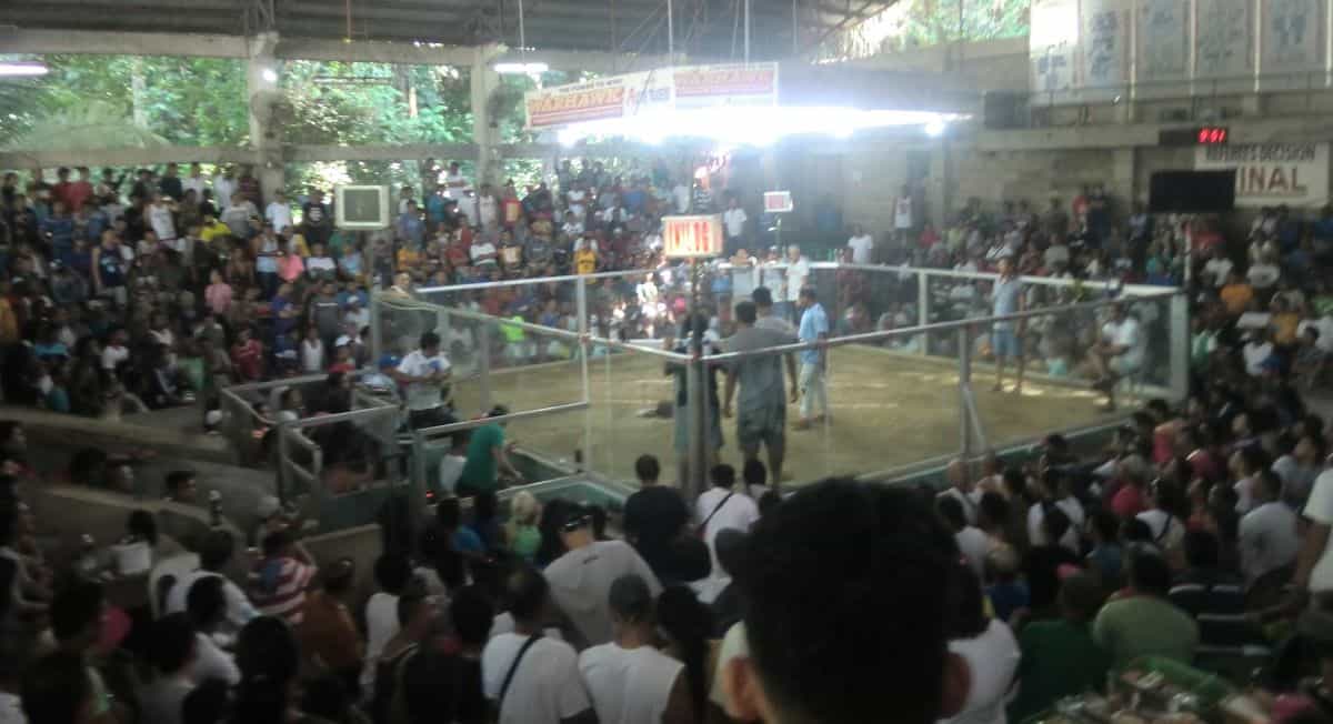 cockfighting in the philippines