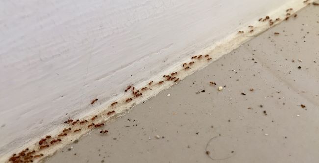 at war with ants: an army marches on the floor