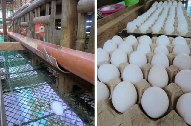Left, happy Ati chickens poke heads through pen to eat; right, dozens and dozens of eggs ready to sell.