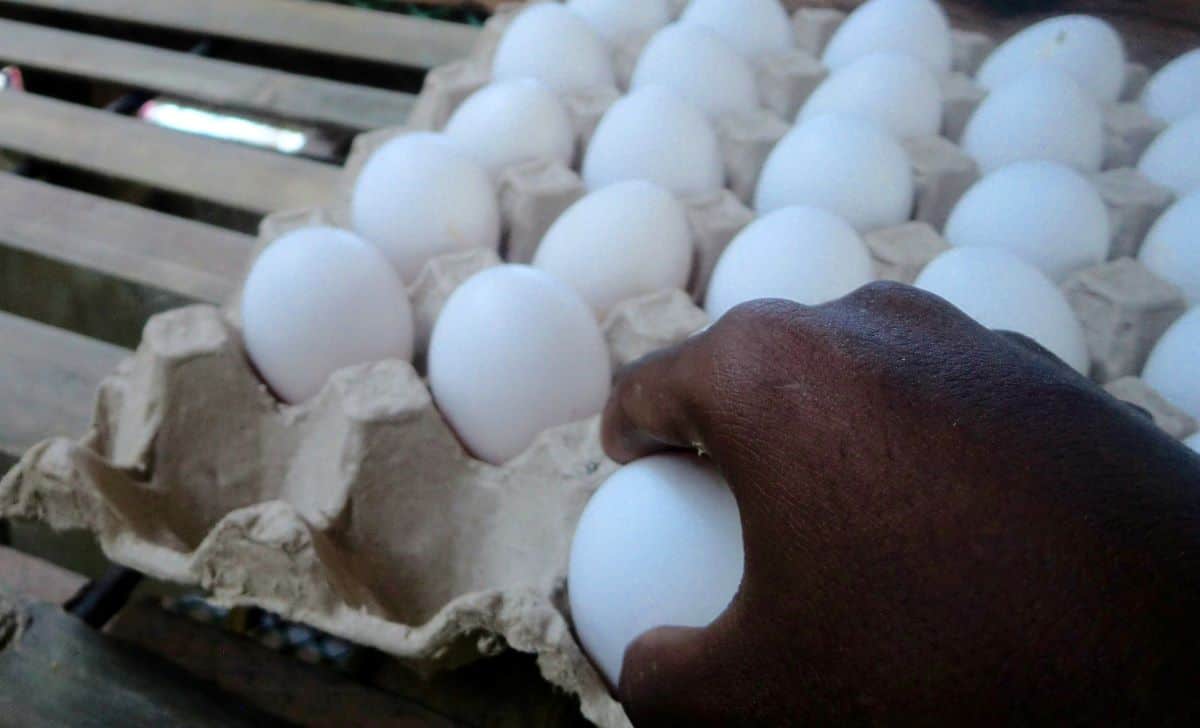 An Ati man reaches out to an egg tray as we talk about egg economics of the hen house project.