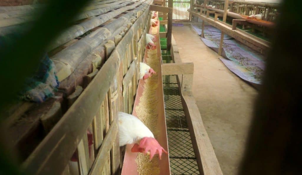 ati chicken update shows chickens in the henhouse eating feed