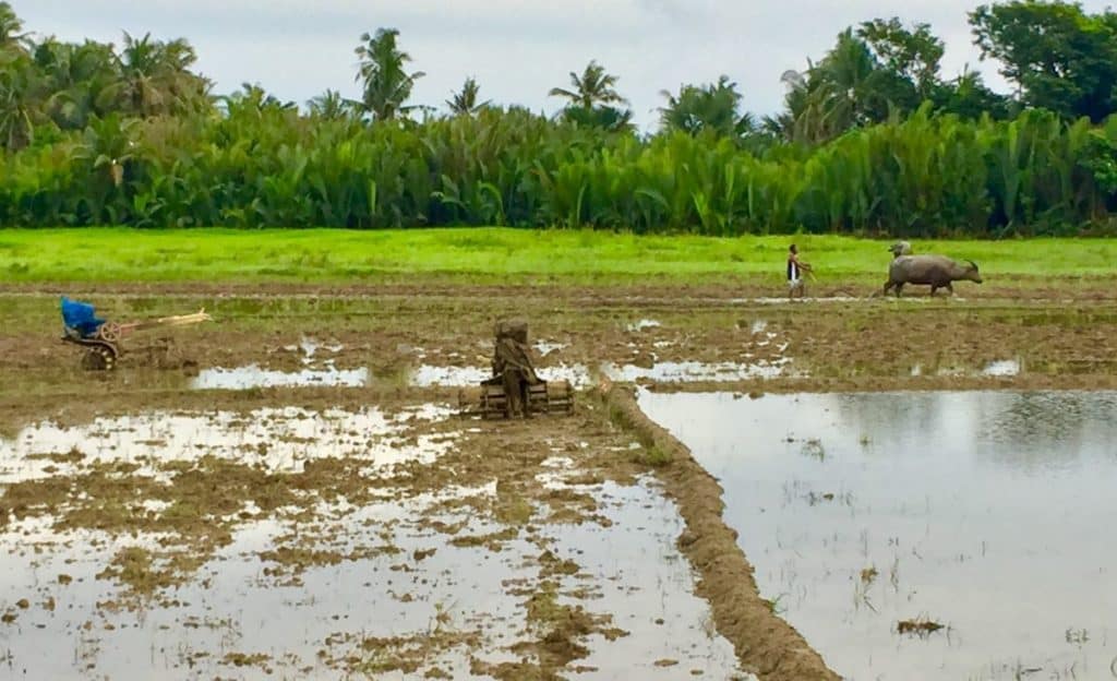 A man works a rice field with carabao in Malay, Aklan, Philippines.