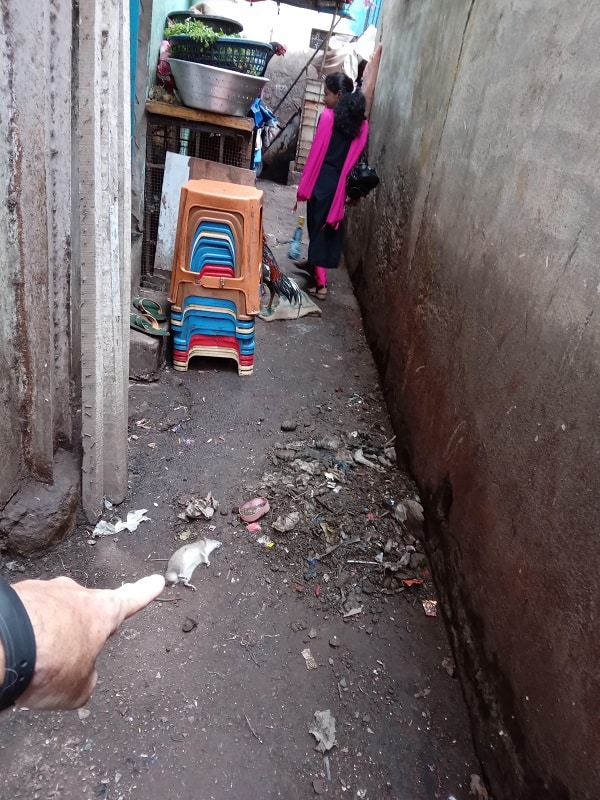 A dead rat in a slum alley.