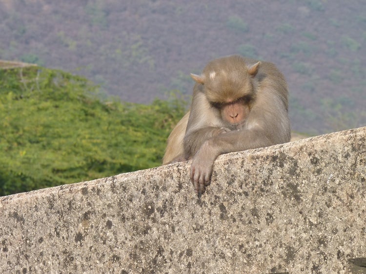 A monkey naps in the sun in Bundi, India.