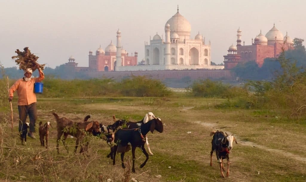 Man herds goats while carrying firewood on his head across the river from the Taj Mahal.
