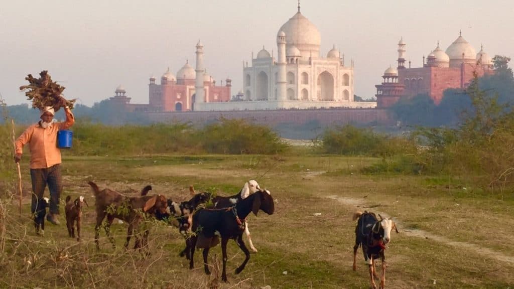 shepherd with goats across the river from the taj mahal in agra, india