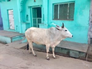 white cow in front of a turquoise wall