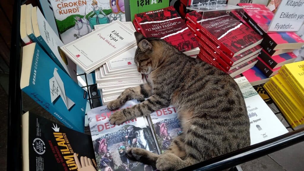 stray cat sleeping on books in istanbul